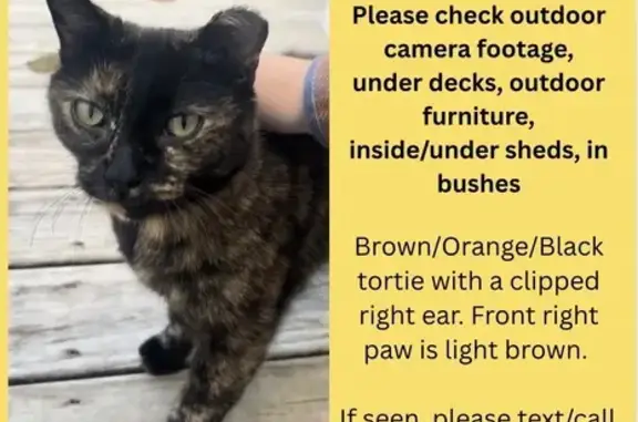 Lost Cat: Brown Paw, Clipped Ear, Ocean Twp