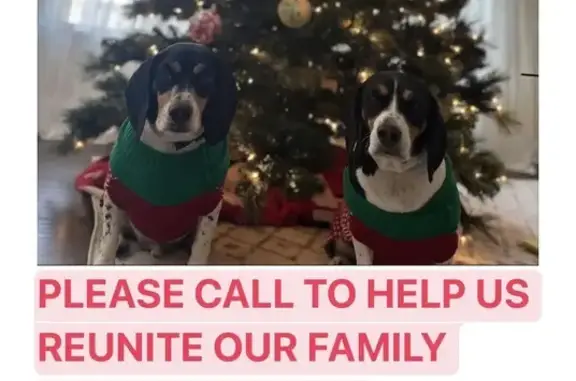 Help Reunite Lost Beagle Brothers!