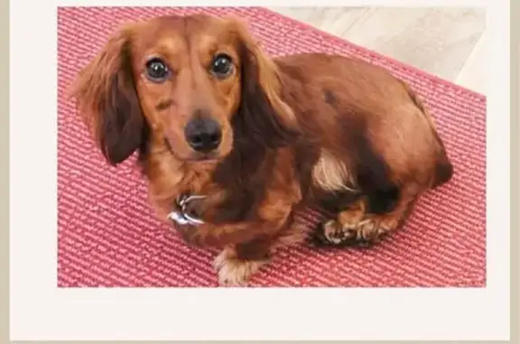 Lost Dog: Samson, Help Find Our Hero!