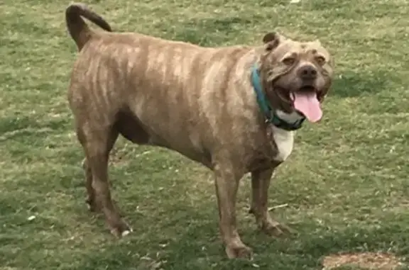 Lost Brindle Dog: N. 64th Dr, Phoenix