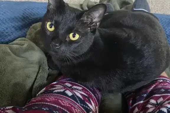 Missing cat Inglewood, photo: Lost Black Bombay Cat: Help Find Him!