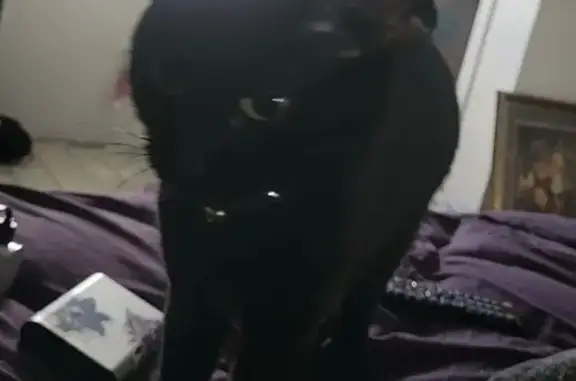 Lost Shy Black Cat on Holman Ave