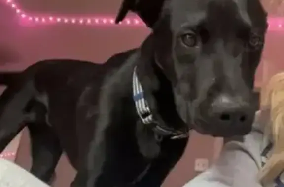 Lost Black Lab in York, SC - Friendly!