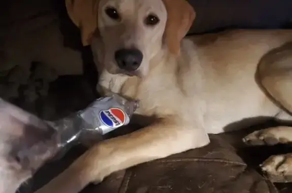 Lost Yellow Lab Mix: Harbison Blvd, Columbia
