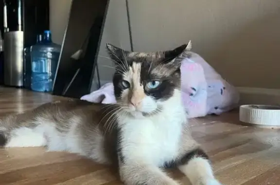 Lost Siamese Cat: Neptune, Ocean Blue Eyes