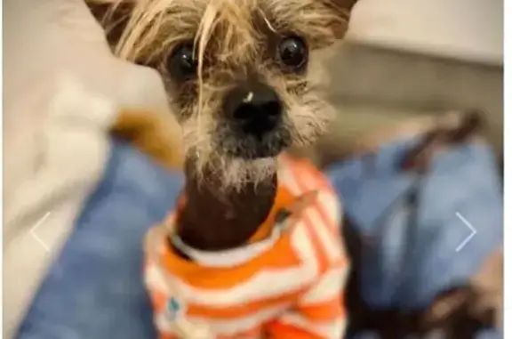 Lost Dog: Georgie in Orange Sweater