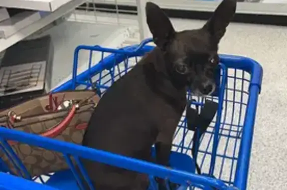 Lost Mini Chihuahua in Brownsville, TX