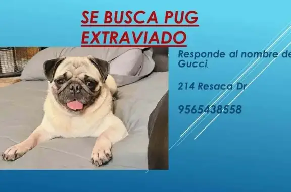 Lost Dog on Resaca Dr, Brownsville