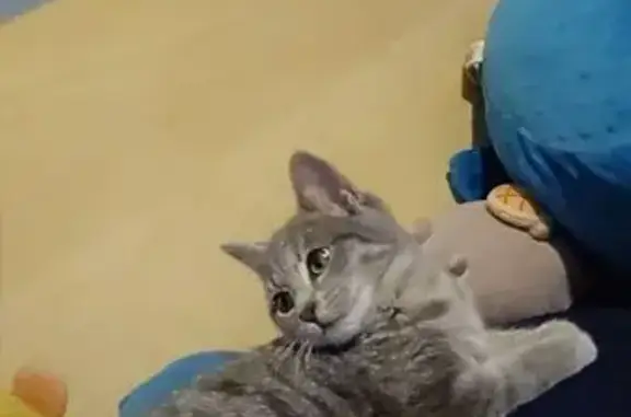 Lost Grey Kitten on Lakewood Drive