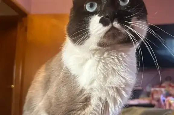 Missing cat Taylor, photo: Lost Siamese Tabby Mix - Taylor, Help!