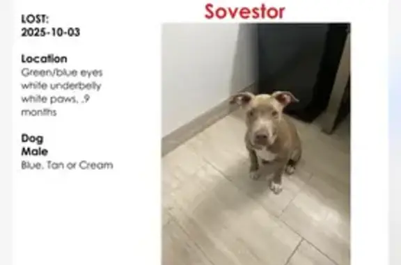 Missing dog , photo: Playful Lost Dog with Anxiety in San Marcos