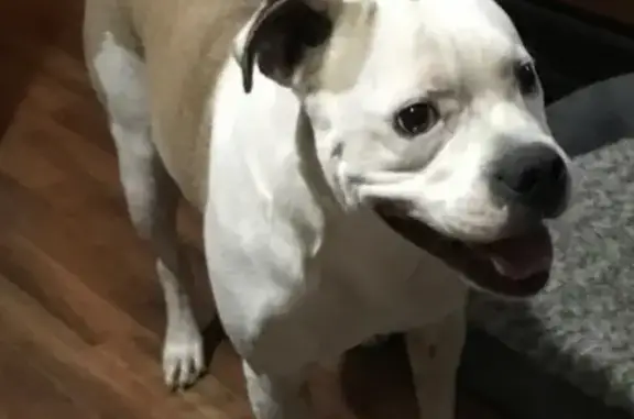 Lost and found pets , photo: Lost Tan & White Dog in Memphis, TN