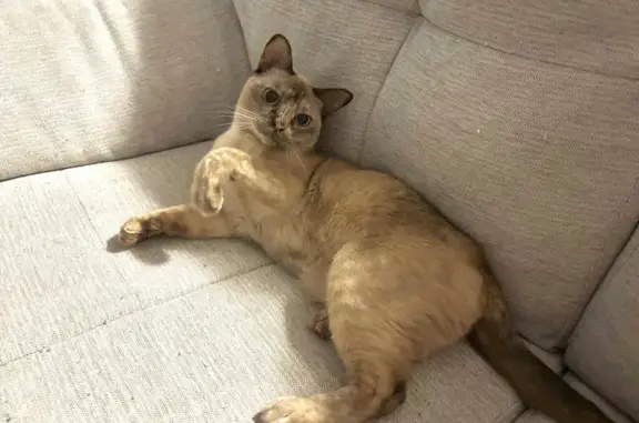 Missing cat , photo: Help Find Binnie: Lost Burmese Cat!