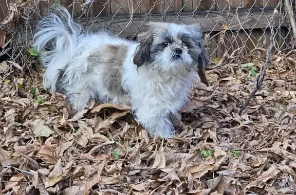 Lost and found pets Arlington, photo: Found: Friendly Dog on Woodbrook St, 910