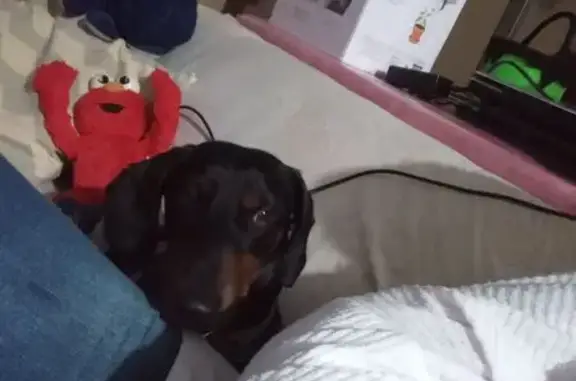 Perros perdidos, , foto: Perro Salchicha Perdido en Chalco: Cusco