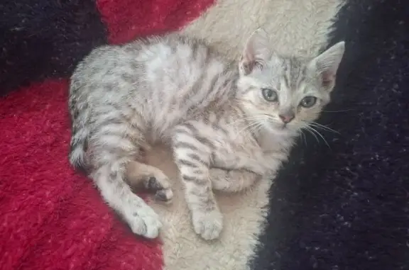 Lost Male Kitten: Grey Striped in Coffs