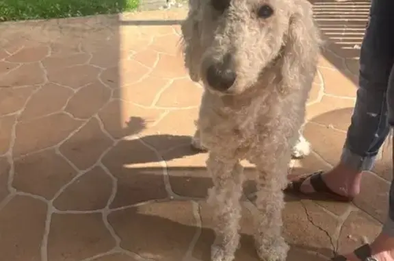 Lost: Friendly White Groodle in Whittlesea