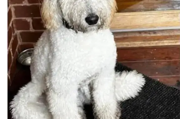 Lost White Groodle: Anxious & Loving