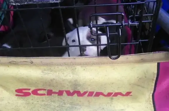 Help Find My Missing Pups in Powdersville! - photo