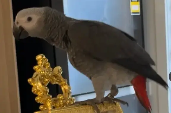 Lost African Grey Parrot: Help Find Pretzel!