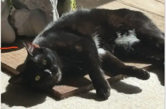 Lost: Black Cat with Yellow Eyes in Kingborough