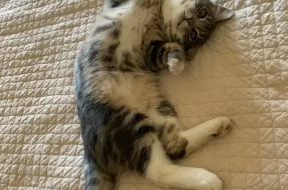 Lost Grey & White Cat on Station St