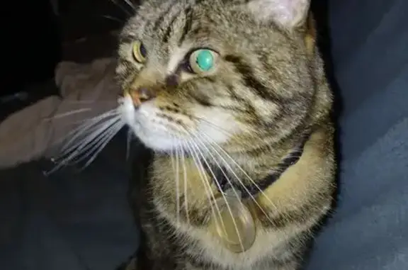 Chat trouvé , photo: Chat européen trouvé à Ingré, semble perdu