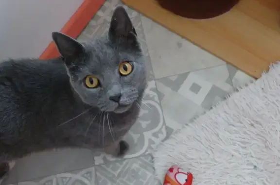 Chat chartreux gris perdu à Harfleur - photo