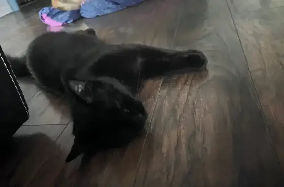 Lost Fluffy Black Cat: 'Lunar' in Benton - photo