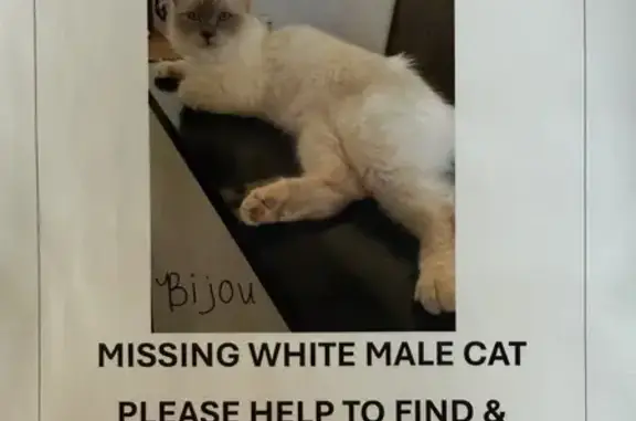 Lost Birman Cat: Blue Eyes in Tamboerskloof