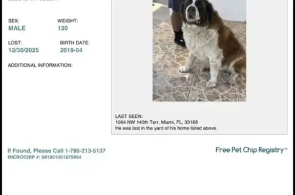 Lost Saint Bernard: NW 140th Terrace, Miami