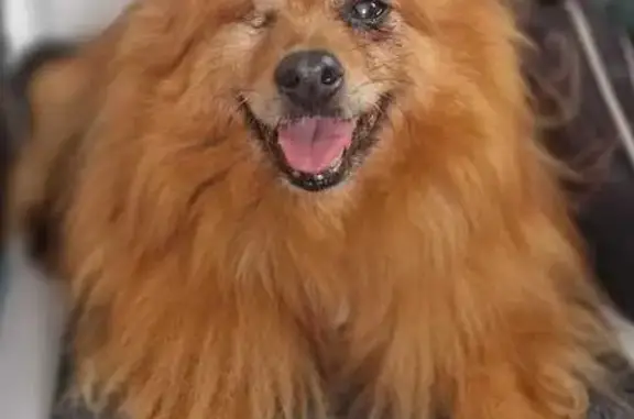 Chien perdu Bon-Encontre, photo : Spitz roux 17 ans perdu à Bon-Encontre