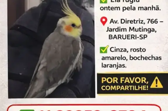 pássaro desaparecida