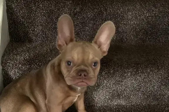 Missing dog , photo: Lost Frenchie in Clinton Township, MI