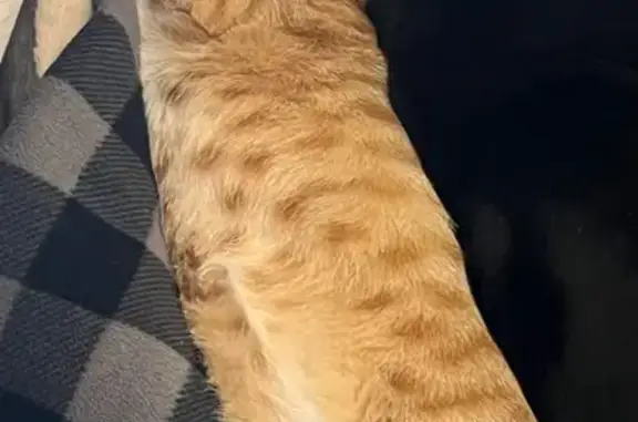 Lost and found pets , photo: Lost Orange & White Tabby in Saums Area