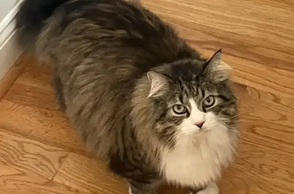 Missing cat Mooresville, photo: Lost: Large Gray Maine Coon in Mooresville