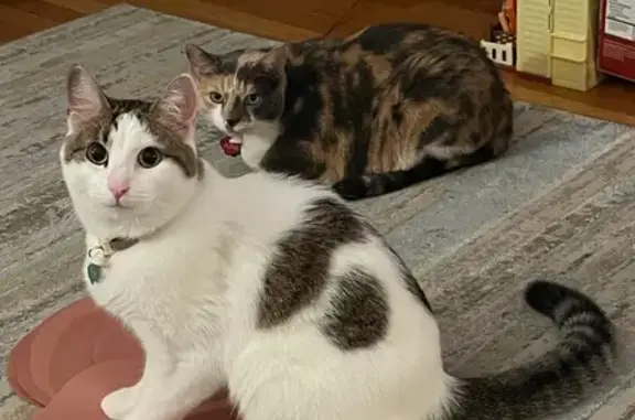 Lost Cat Mochi: White & Gray, Fish Tag - photo