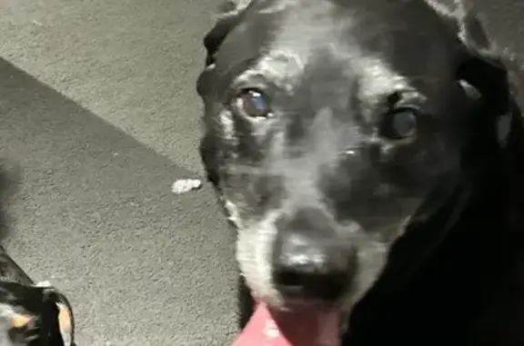 Elderly, Friendly Dog Found in...