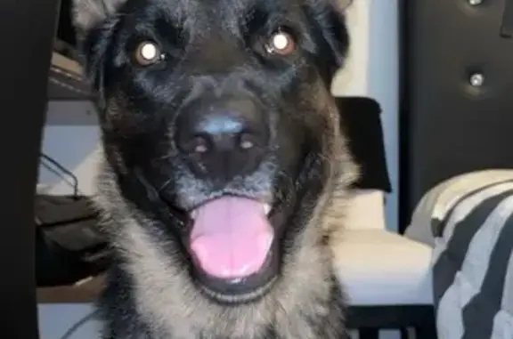 Lost Dog: Yellow Collar, Black Tongue - photo