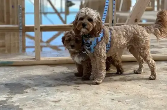 Missing dog Angle Vale, photo: Lost Cavoodle: Friendly, Light Coat, Sausage Collar