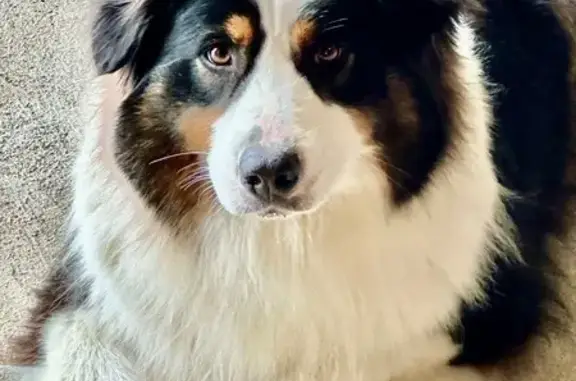 Lost Aussie Shepherd: Black, White & Brown