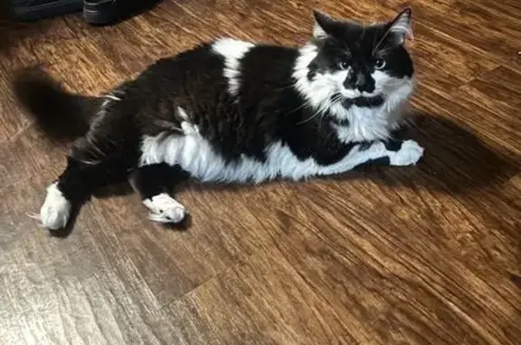 Lost Tuxedo Cat in Mount Prospect!
