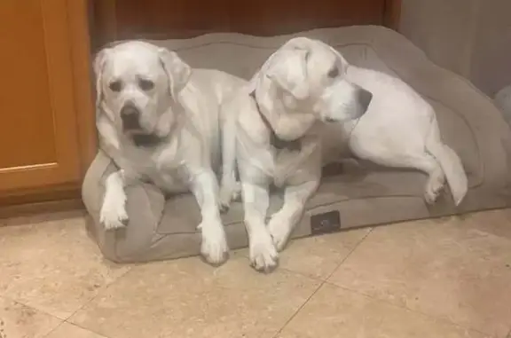 Lost Labradors: Tony & Daisy in WA