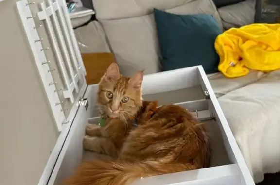 Animaux perdus Diebling, photo: Chatte rousse perdue à Diebling