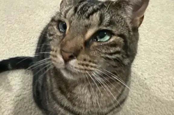 Lost Tabby Ralphie: Help Find Him!