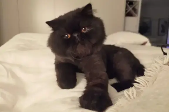 Missing cat Waverley, photo: Lost Black Persian Cat in Bondi Beach