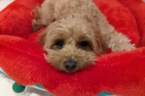 Lost pets , photo: Lost Dog: Poppy, Light Brown, Pink Collar