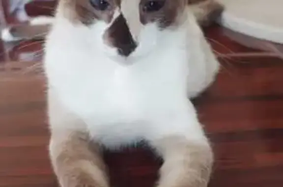 Gato Siamés Perdido: Mancha Negra en Nariz - photo