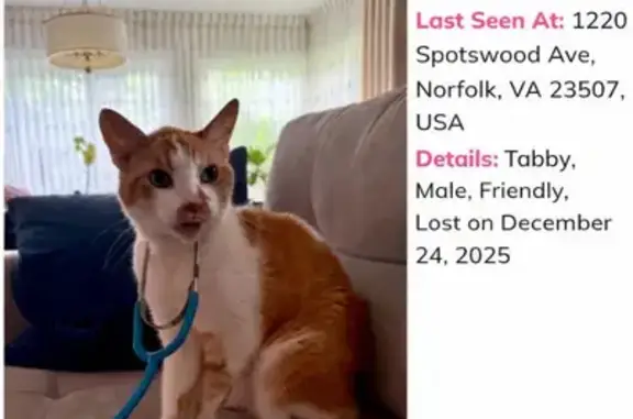 Lost and found pets Norfolk, photo: Lost: Friendly Cheddar Cat in Norfolk