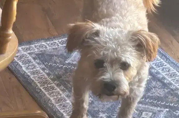 Lost and found pets Bloomington, photo: Lost Skittish Dog on Connemara Drive